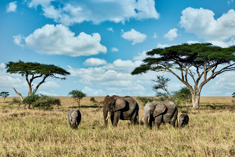 Elephants walking through an East African savannah with acacia trees