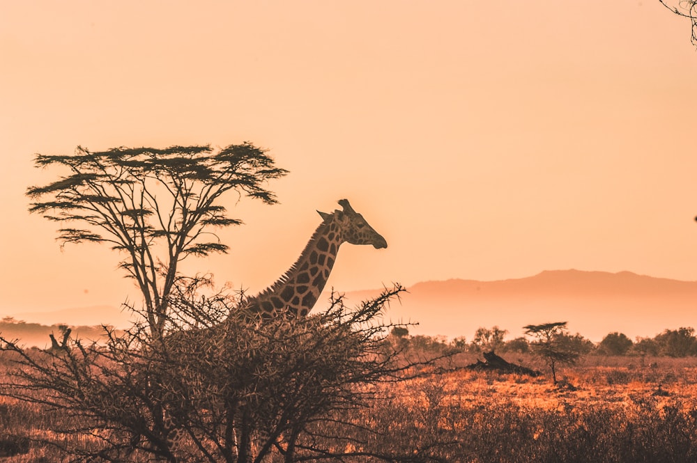 Comfortable safari camp in the wilderness