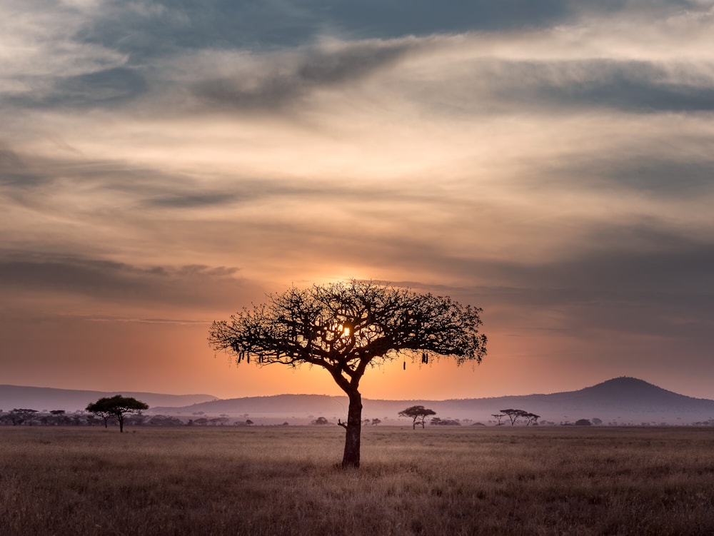Professional safari guide and traveller experience