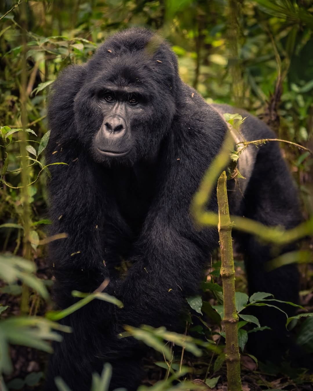 Discover Africa’s Best Gorilla Trekking Experiences