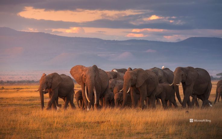 3-Day Masai Mara National Reserve Safari safari photo