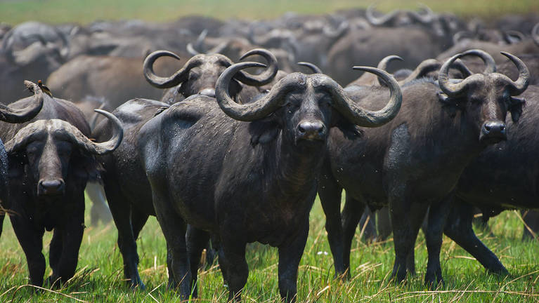 7 Days Uganda Primate and Wildlife Safari safari photo