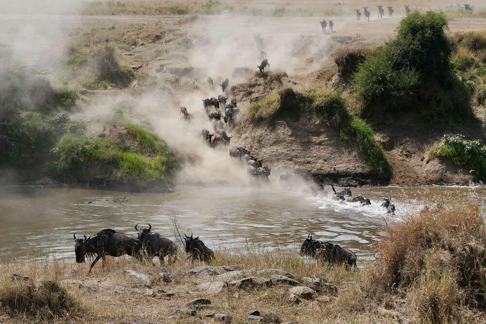3-Day Masai Mara National Reserve Safari