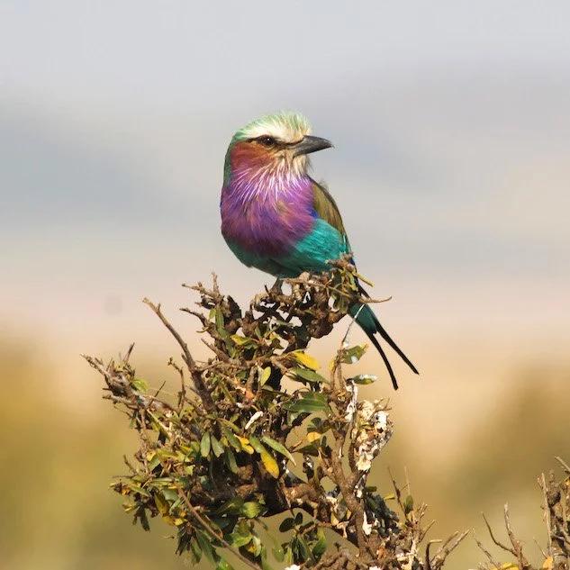 6-Day Best of Kenya Wildlife Adventure safari photo