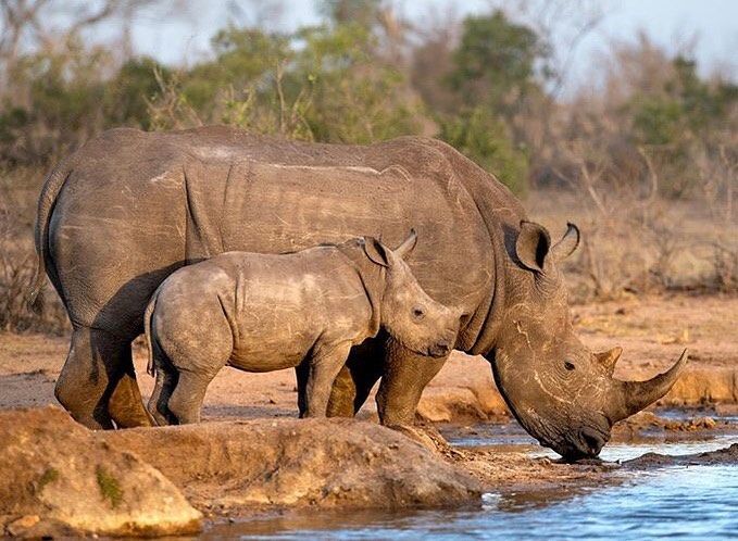 6-Day Best of Kenya Wildlife Adventure safari photo
