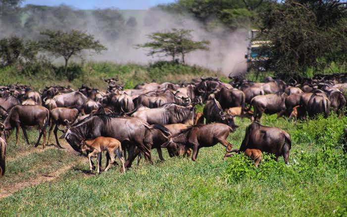 4-Day Serengeti Wildebeest Calving Season Safari safari photo