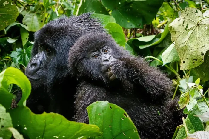 7 Days Uganda Primate and Wildlife Safari safari photo