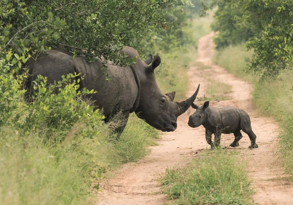 3-Day Big Five Mara Safari safari photo