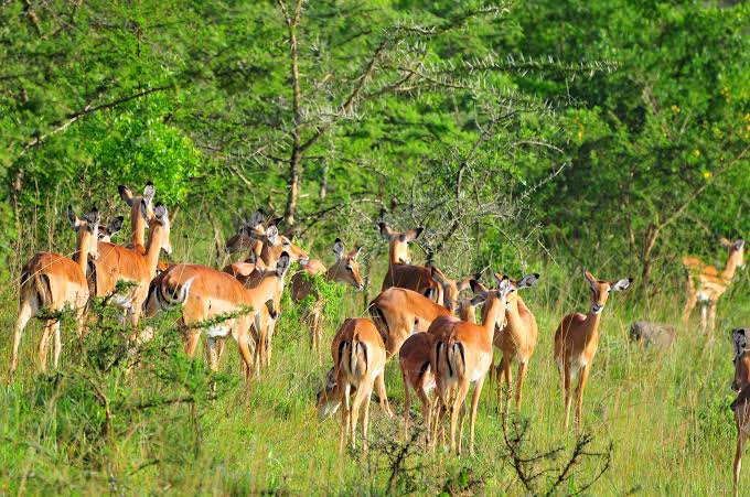 7 Days Uganda Primate and Wildlife Safari safari photo
