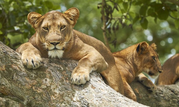 9-Day Combo Safari & Zanzibar Tour safari photo