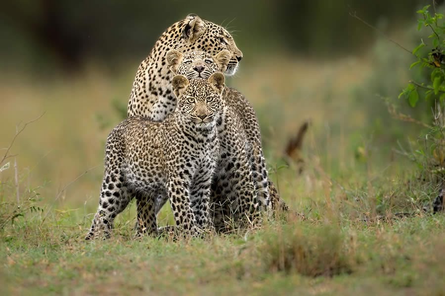 3-Day Big Five Mara Safari