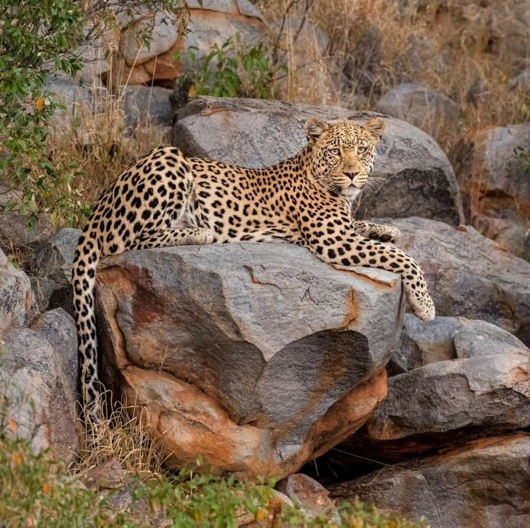 7-Day Eventrige Cultural Safari safari photo