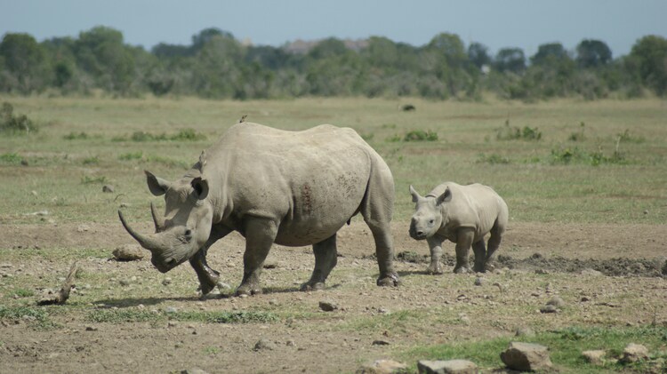 5-Day Ol Pejeta Rhino and Maasai Mara Safari