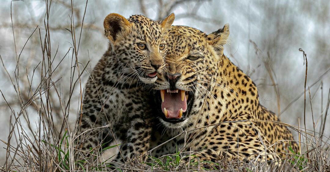 7-Day Eventrige Cultural Safari safari photo