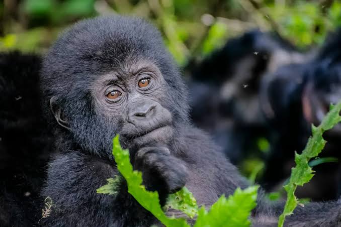 7 Days Uganda Primate and Wildlife Safari safari photo