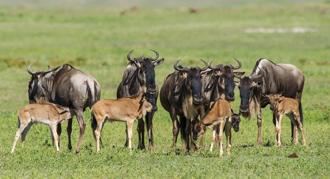 4-Day Serengeti Wildebeest Calving Season Safari